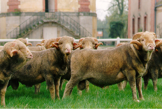 1001 moutons - Le Rambouillet