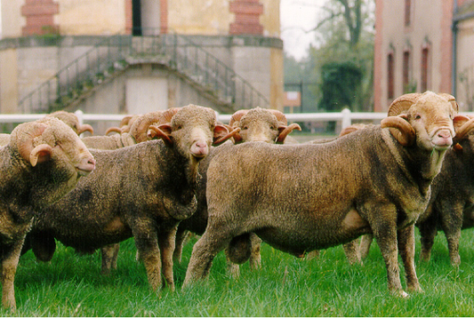 1001 moutons - Le Rambouillet